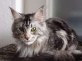 Genny - Maine Coon