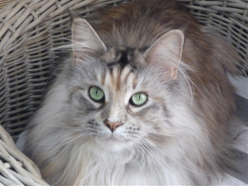 Dolly - Maine Coon