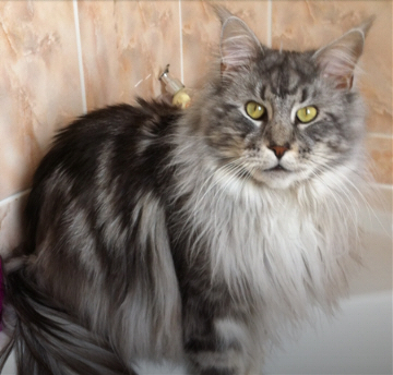 Forrest - Maine Coon